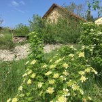 Wildbienengarten